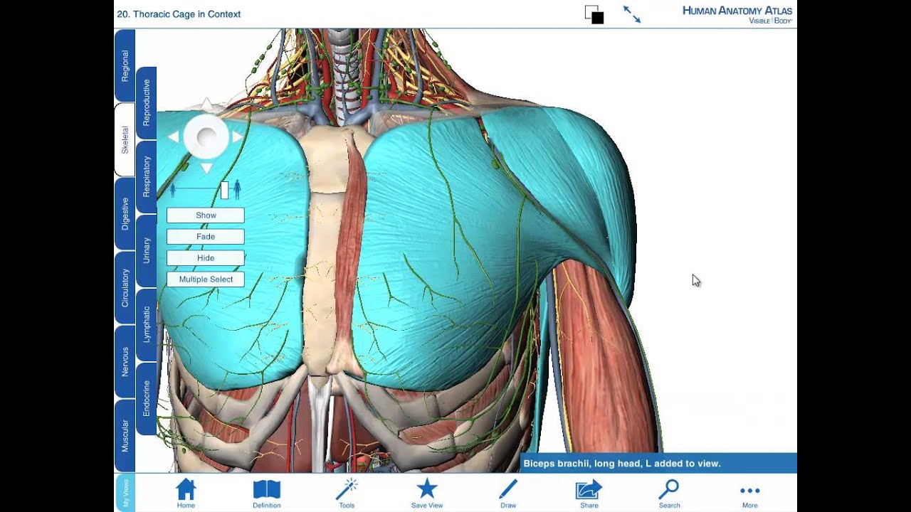 free human anatomy atlas online