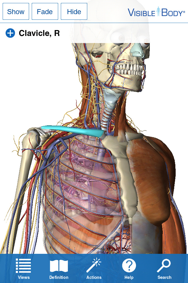 free human anatomy atlas online